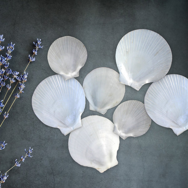 Sun and Moon Flat White Scallop Shells